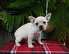 Frenchton For Sale Millersburg OH Female-Snowflake