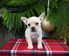 Frenchton For Sale Millersburg OH Female-Snowflake