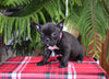 Frenchton For Sale Millersburg OH Female-Sparkles