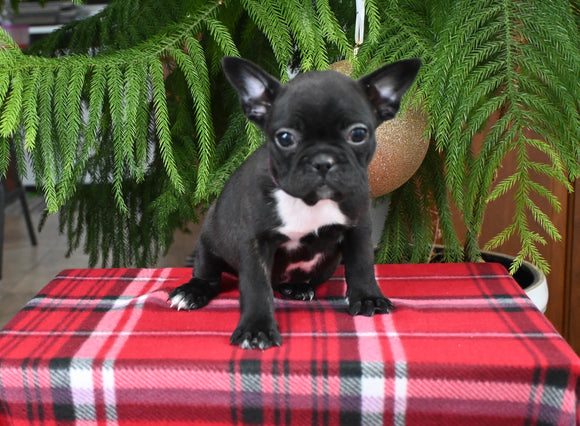 Frenchton For Sale Millersburg OH Female-Sparkles