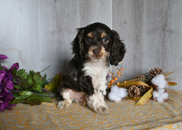 Cocker Spaniel For Sale Dresden OH Male-Asher