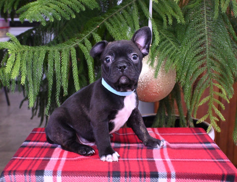 Frenchton For Sale Millersburg OH Male-Simon