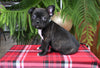 Frenchton For Sale Millersburg OH Male-Simon