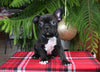 Frenchton For Sale Millersburg OH Male-Simon