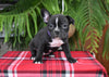 Frenchton For Sale Millersburg OH Female-Sweetie