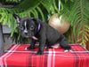 Frenchton For Sale Millersburg OH Female-Sweetie