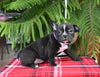 Frenchton For Sale Millersburg OH Female-Sweetie