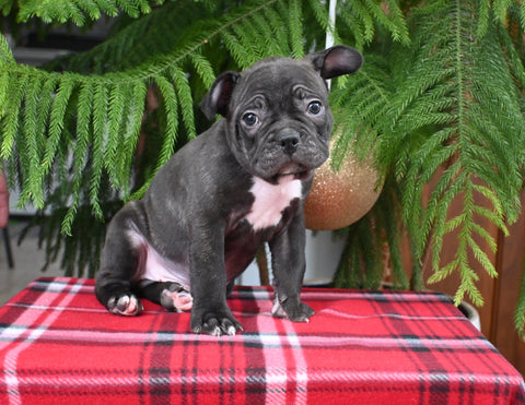 Frenchton For Sale Millersburg OH Male-Shane