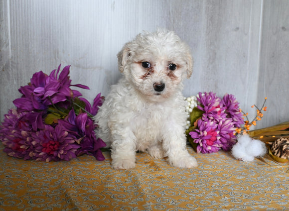 Bichon Frise For Sale Dresden OH Male-Bentley