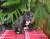 Frenchton For Sale Millersburg OH Male-Shane