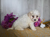 Bichon Frise For Sale Dresden OH Male-Bentley