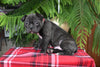 Frenchton For Sale Millersburg OH Male-Shane