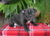 Frenchton For Sale Millersburg OH Male-Seth