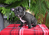 Frenchton For Sale Millersburg OH Male-Seth