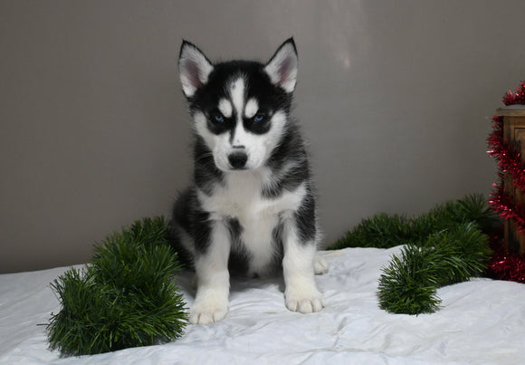 AKC Registered Siberian Husky For Sale Holmesville OH Male-Max