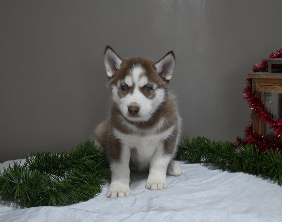 AKC Registered Siberian Husky For Sale Holmesville OH Male-Dancer