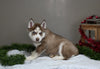 AKC Registered Siberian Husky For Sale Holmesville OH Male-Dancer
