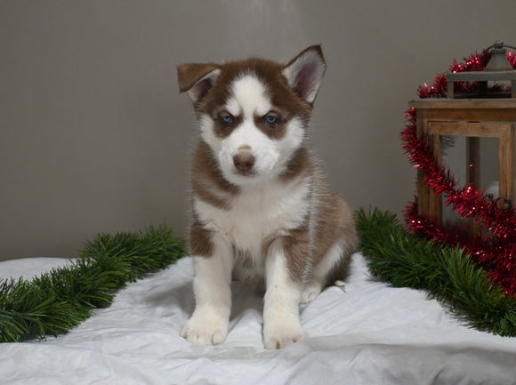 AKC Registered Siberian Husky For Sale Holmesville OH Male-Cooper