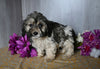 Teddy Bear For Sale Dresden OH Male-Chad