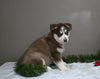 AKC Registered Siberian Husky For Sale Holmesville OH Male-Dasher