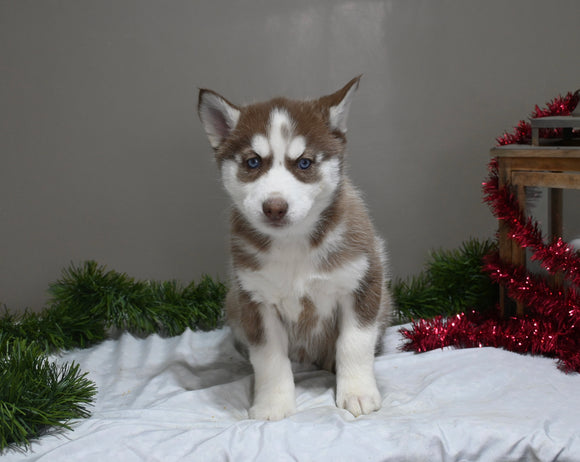 AKC Registered Siberian Husky For Sale Holmesville OH Female-Roxy