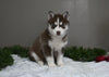 AKC Registered Siberian Husky For Sale Holmesville OH Female-Joy