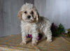 Cockapoo For Sale Dresden OH Male-Dax
