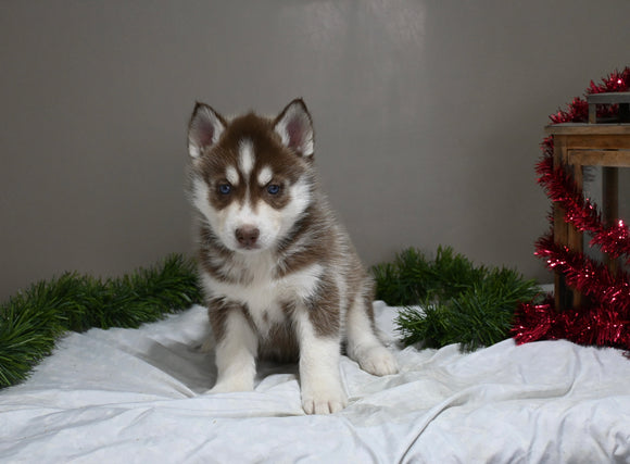 AKC Registered Siberian Husky For Sale Holmesville OH Male-Diesel