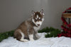 AKC Registered Siberian Husky For Sale Holmesville OH Male-Diesel