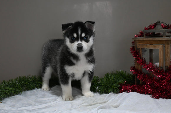 AKC Registered Siberian Husky For Sale Holmesville OH Male-Deni