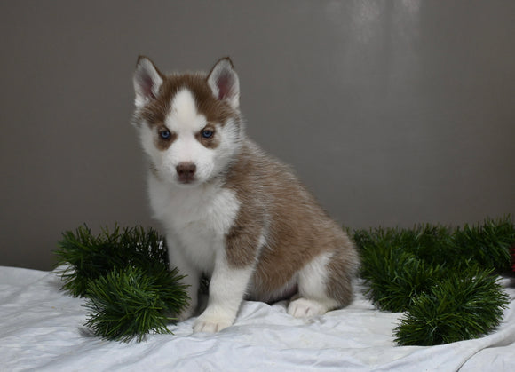 AKC Registered Siberian Husky For Sale Holmesville OH Male-Scout