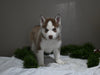 AKC Registered Siberian Husky For Sale Holmesville OH Male-Scout