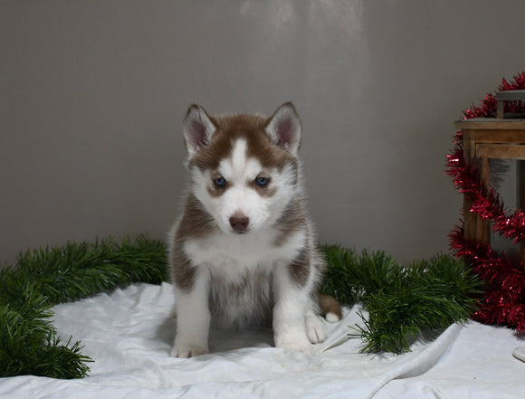 AKC Registered Siberian Husky For Sale Holmesville OH Female-Heidi