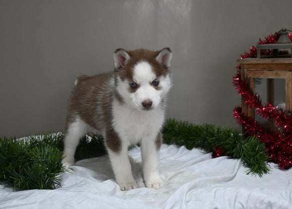 AKC Registered Siberian Husky For Sale Holmesville OH Female-Darla