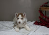 AKC Registered Siberian Husky For Sale Holmesville OH Male-Rudolph