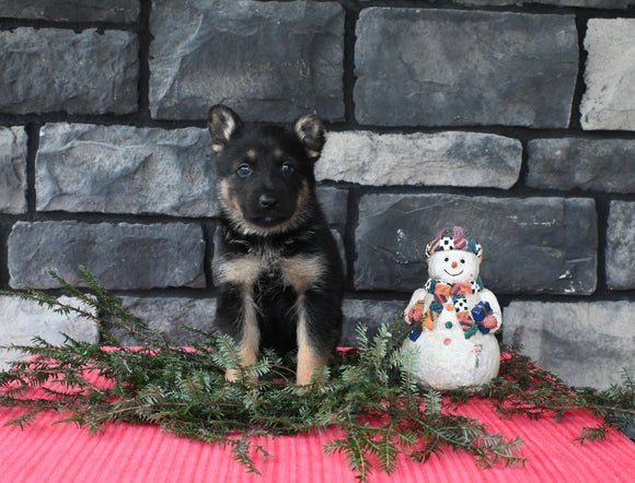 AKC Registered German Shepherd For Sale Millersburg OH Male-Blazer