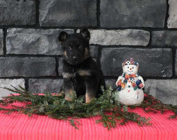 AKC Registered German Shepherd For Sale Millersburg OH Male-Benson