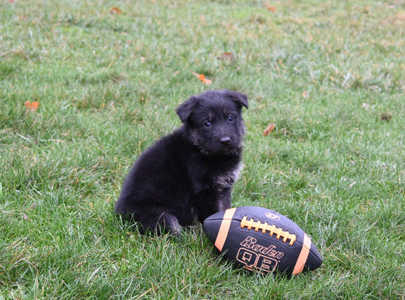 AKC Registered German Shepherd For Sale Millersburg OH Male-Brent