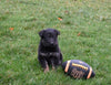 AKC Registered German Shepherd For Sale Millersburg OH Male-Brent