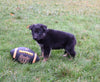 AKC Registered German Shepherd For Sale Millersburg OH Male-Brent