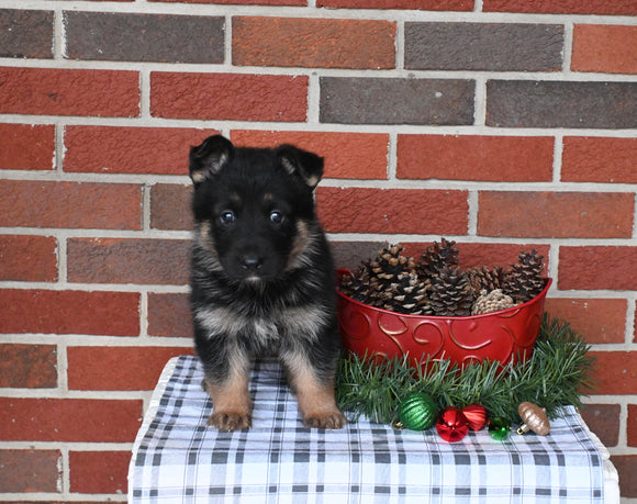 AKC Registered German Shepherd For Sale Millersburg OH Female-Brooklyn