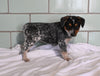 Blue Heeler For Sale Millersburg OH Female-Luna