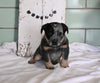 Blue Heeler For Sale Millersburg OH Male-Max