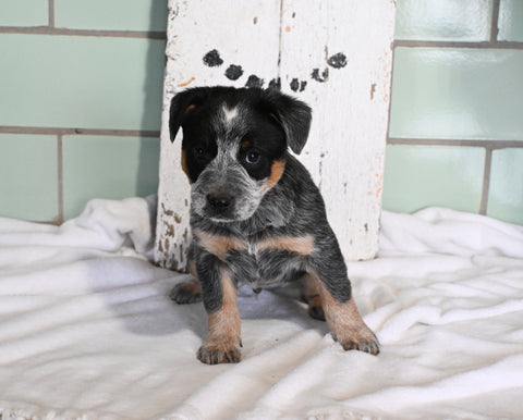 Blue Heeler For Sale Millersburg OH Male-Milo