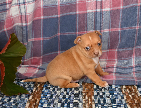 Chihuahua For Sale Mt Vernon OH Male-Echo