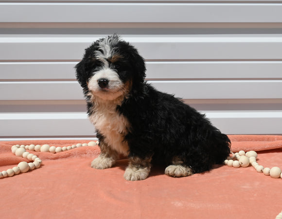 Mini Bernedoodle For Sale Millersburg OH Female-Annie