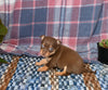 Chihuahua For Sale Mt Vernon OH Female-Flowy