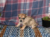 Chihuahua For Sale Mt Vernon OH Female-Stars