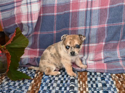 Chihuahua For Sale Mt Vernon OH Female-Stars