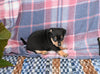 Chihuahua For Sale Mt Vernon OH Female-Gussie